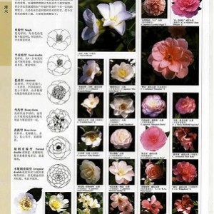 世界园林植物百科全书