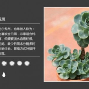 多肉植物图鉴：400多种多肉植物的详细介绍与图片