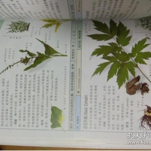 珍藏图鉴丛书：盆栽花草植物彩se tu鉴